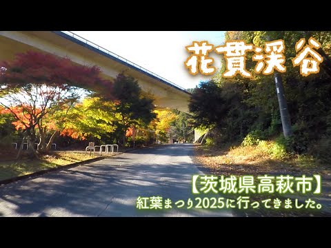 花貫渓谷【茨城県高萩市】紅葉まつり2025に行ってきました。