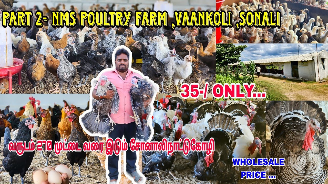 270 முட்டையிடும் சோனாலி ,8 kg வளரும் வான்கோழி -முழுதகவல்  | 35-/ Only | NMS POULTRYFARM PART2 |