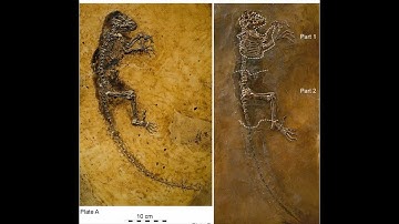 Ida - ‘The Link’ This Hoax Fooled Sir Richard Attenborough. Lead Your Own Creation Tours.