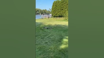 "DBDD GPS Tracker: Unlocking the Secret to Pet Safety!" #dog #cute #dogs #doglover #pet #dbdd #gps