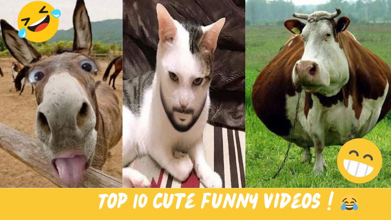Try Not To Laugh 😂Top 10 Cute Funny Videos - Youtube