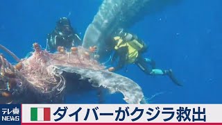 イタリア ダイバーが違法ネットに絡まったクジラ救出