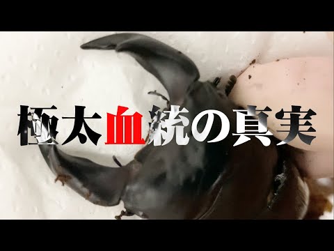 極太血統の真実。極太オオクワガタ＆極太ホペイオオクワガタ - YouTube