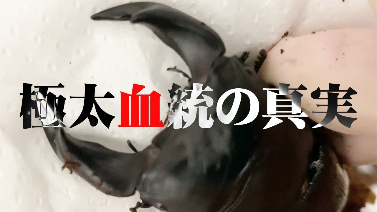 極太血統の真実 極太オオクワガタ 極太ホペイオオクワガタ Youtube
