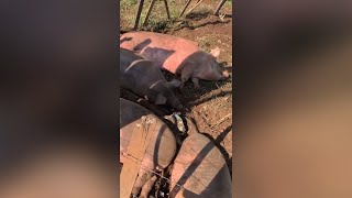 Ação apreende porcos de até meia tonelada criada em...