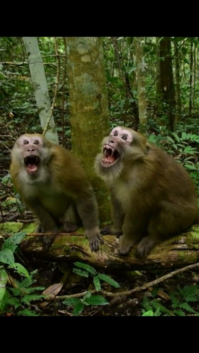 Suara kera Assam | Suara Macaca assamensis