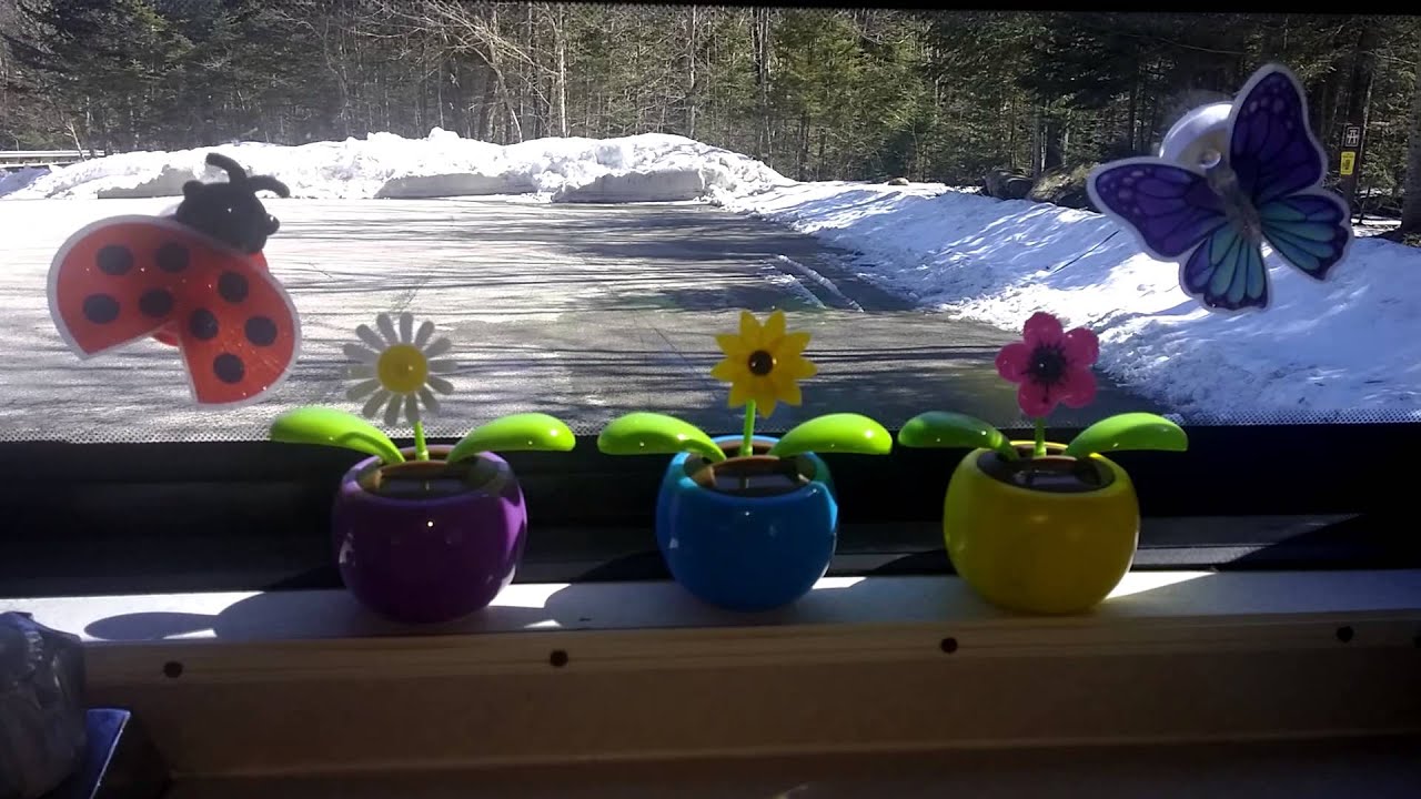 Dancing Solar Flowers