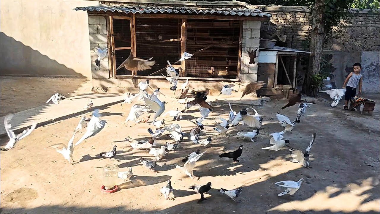 УЧМА КАБУТАРЛАР 📞941078222 ПОКИСТОНЛАР KABUTARLARNI ZO'RLARI POKISTON ERON GULSAR TEDI