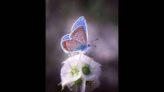 Tu Mora Jibanara Prathama Atithi    Odia Emotional Song  Status For Whatsapp