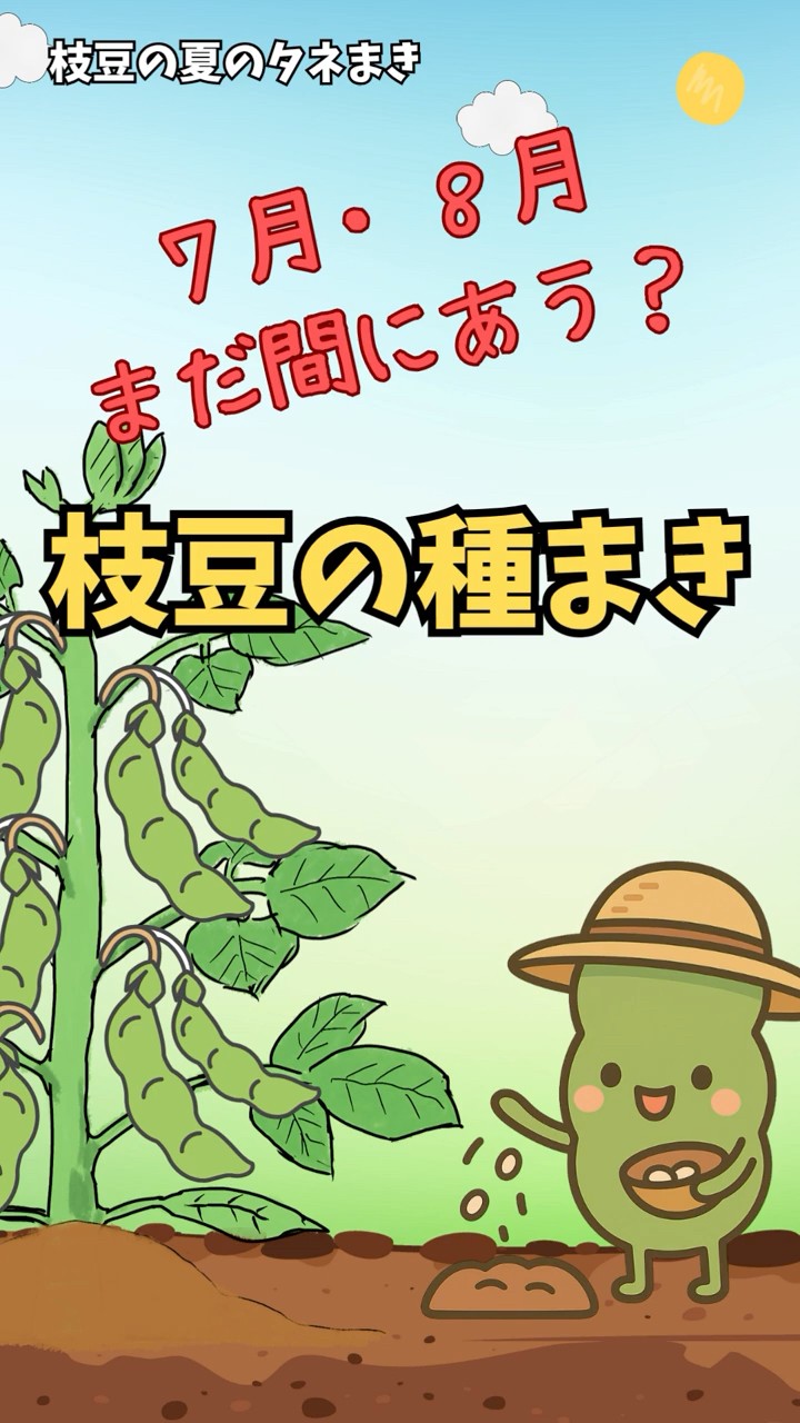 「豆」です。他の方はご遠慮下さい。 Is it still time? Sowing edamame seeds | Summer sowing in July