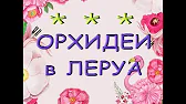 Орхидеи,узамба́рские фиалки,Самара🌺