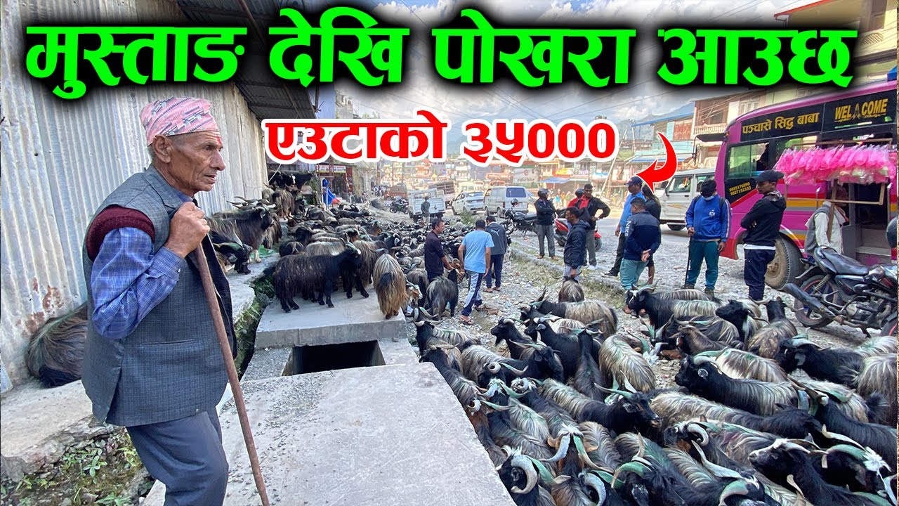 पोखरामा दशैको लागि मुस्ताङबाट सस्तोमा च्याङ्ग्रा आयो, यति सस्ताे मुल्य ।  Mustang To Pokhara Changra