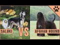 Saluki vs Afghan Hound - Which Breed Is Better? の動画、YouTube動画。