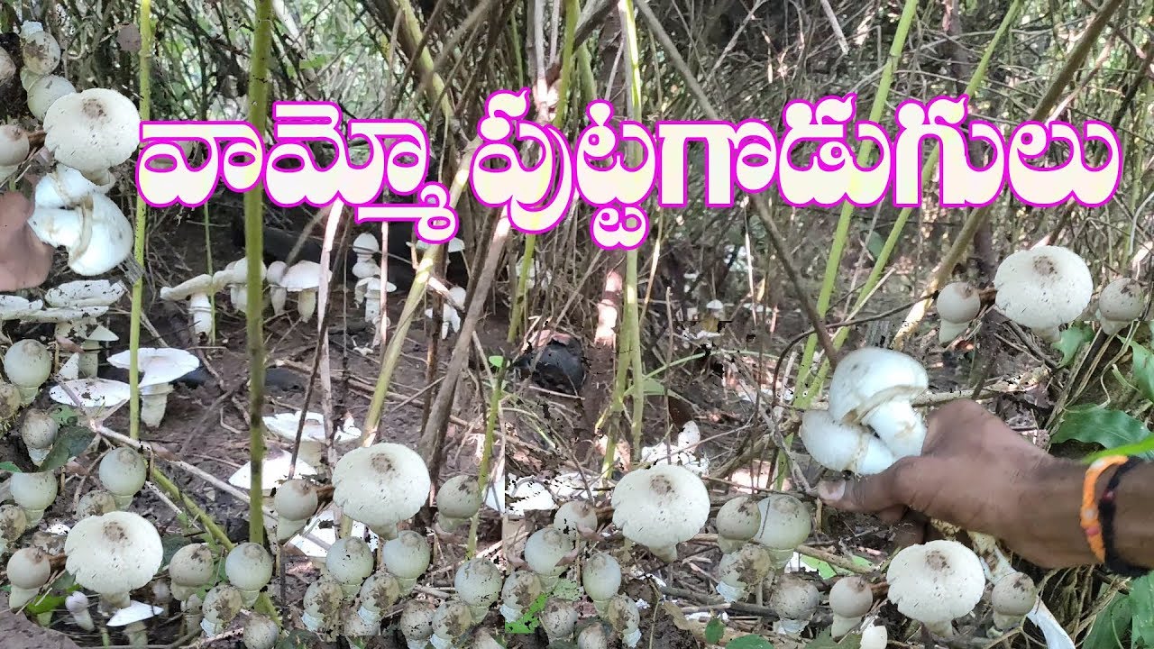 Mushrooms Nature telugu // puttagodugulu 2019 // పుట్టగొడుగులు YouTube