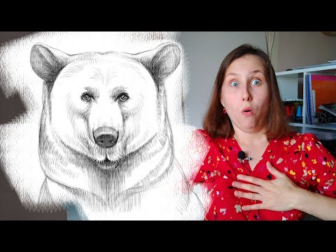 Как нарисовать медведя карандашом. Поэтапный туториал по рисованию