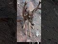 Big Mule Deer Spotted in Los Padres National Forest | California Hunt Zone D13 Buck Sighting
