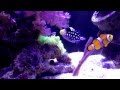 Saltwater aquarium  various beautiful saltwater marine fish     