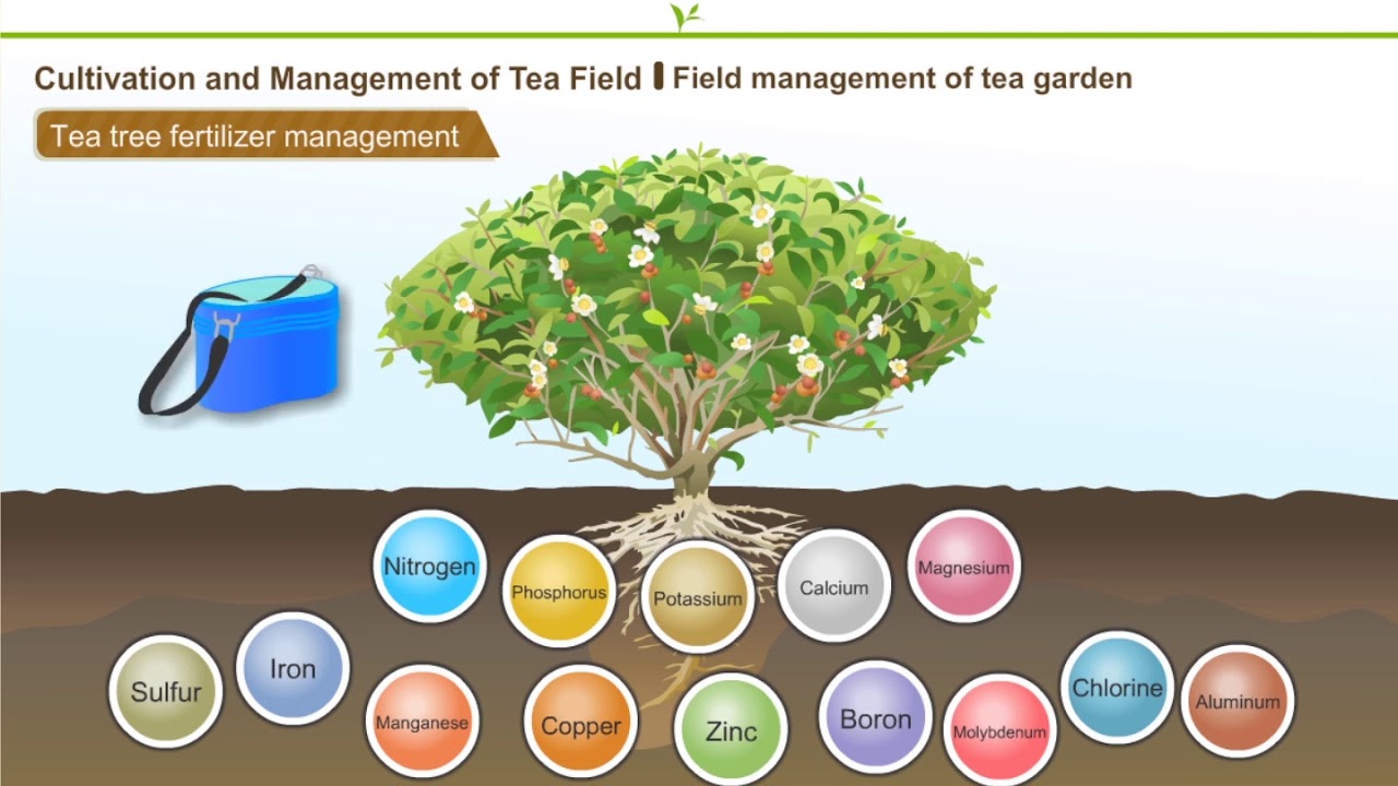 3-4 Field management of tea garden