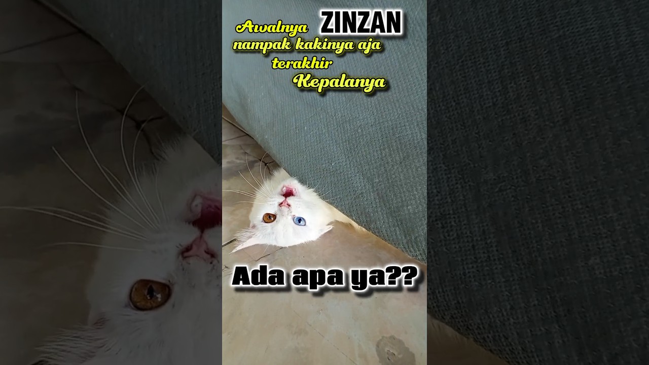 Kepala Zinzan Terlihat, Ada Apa? 