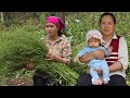 Take Care of 3 Old &amp; Weak Pigs - Harvesting &amp; Preserving Vegetable Seeds / Lý Thị Ca