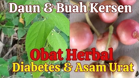 Daun & Buah Kersen Obat Herbal Diabetes & Asam Urat