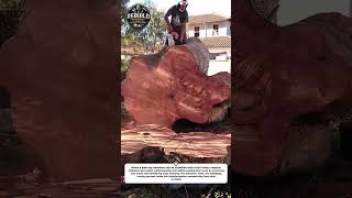 Massive Log Cutting Skills