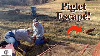 Pig On The Loose! - Secret to Successful Piglet Weaning