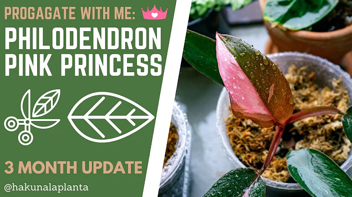 Unlock the Secrets of Propagating a Philodendron Pink Princess!