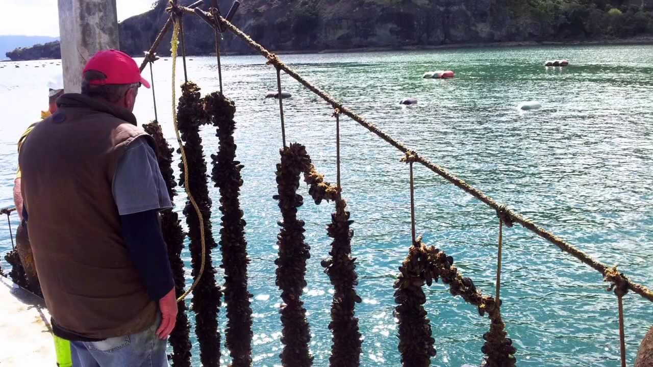 The University of Auckland's Leigh Marine Laboratory