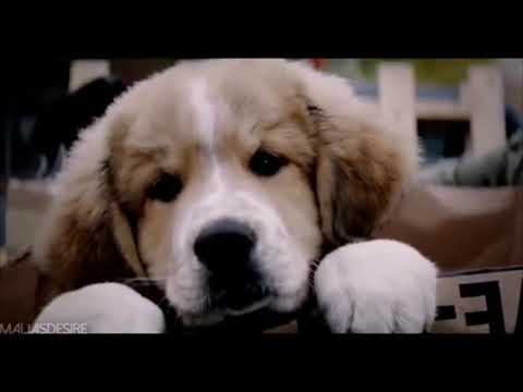 dog-and-puppy-edits-compilation