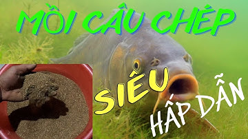Mồi-câu-chép|mồi câu cá chép siêu hấp dẫn|cám cá|gạo nếp|đỗ tương