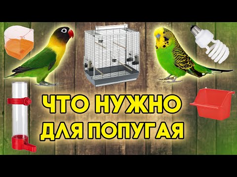 Видео: Что нужно купить для попугая (волнистого, неразлучника или корелла)?