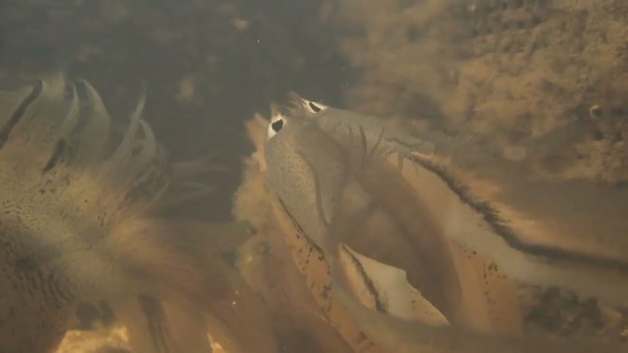 Lampsilis cariosa (Deep River) mantle lure variants