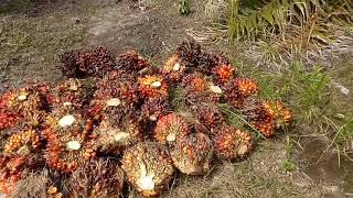 Panen Sawit Part 2 Di Desa Manggaris Barito Selatan Kec Dusun Selatan Kalteng