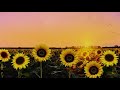 Ambient Sunflower Field: Relaxing Summer Breeze, Meditation, Stress Relief