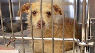 Family Searches For Missing Dog, 7 Years Pass With No Word