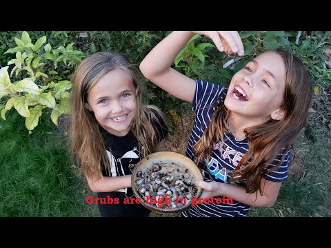 Are Grubs bad for my garden? My girls eating Grubs.