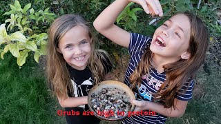 Are Grubs bad for my garden? My girls eating Grubs.