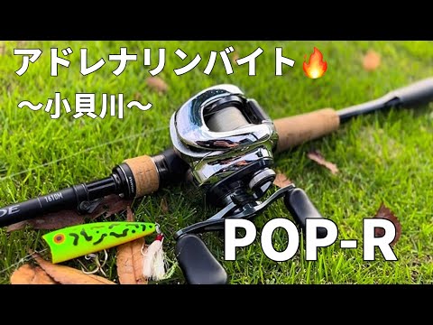 【バス釣り】バコンッ‼️秋の小貝川でアドレナリンバイト🔥‼️ #fishing  #バス釣り  #bassfishing  #アウトドア  #トップウォーター　#ボトムアップ  #ジャッカル