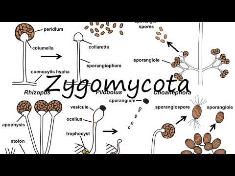 ቪዲዮ: Zygomycota እንዴት ይራባል?