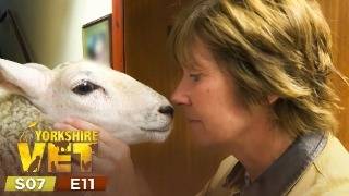 Peter's SHOCKING Discovery About This Baby! | The Yorkshire Vet Season 7 Episode 11