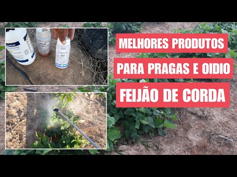 Vídeo: M alta do Feijão-Lima - Tratamento da Praga da Vagem em Plantas de Feijão-Lima