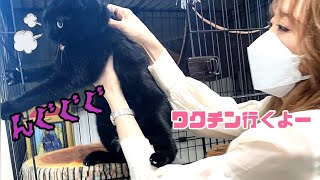 元野良猫の黒猫がワクチン断固拒否します！