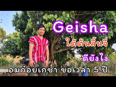 อมก๋อยเกชา ขอเวลา 5 ปี Geisha หนึ่งในสายพันธุ์กาแฟที่แพงที่สุดกำลังจะมีที่ กาแฟรักษ์ป่าอมก๋อยแล้ว