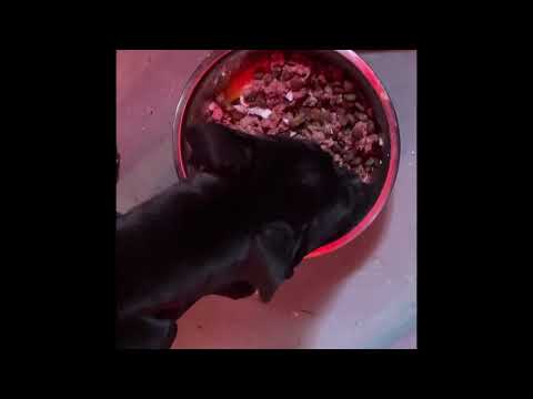 How I Feed My 3 Month Old Pit Bull Puppy