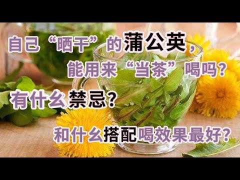 自己“晒乾”的蒲公英，能用來“當茶”喝嗎？有什麼禁忌？和什麼搭配喝效果最好？