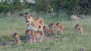 Adorable Kruger Lion Cubs&#39; Exciting First Adventure in the Wild!