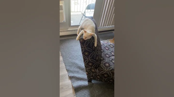 Watch the video about Siamese cat attacking the chair