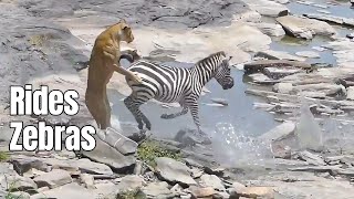 Why No One Rides Zebras The Shocking Truth About These Horses That Could KILL You