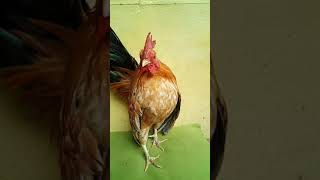 AYAM SERAMA ASLI#SHORTS